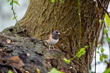 Dark-eyed junco (Junco hyemalis) spotted in Central Park New York city park urban winter grounds