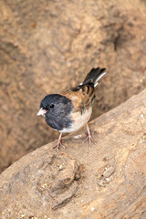 Dark-eyed junco (Junco hyemalis) spotted in Central Park New York city park urban winter grounds