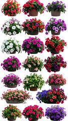 Flower pot grid colorful, small, clustered blossoms