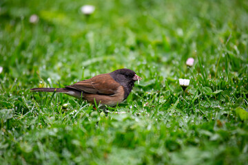 Dark-eyed junco (Junco hyemalis) spotted in Central Park New York city park urban winter grounds