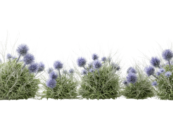 A row of globe thistle flowers with green foliage isolated on transparent background