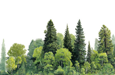 Fototapeta premium A dense arrangement of coniferous and deciduous trees, forming a natural forest edge against a clean transparent background