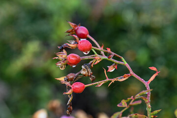Sweet briar rose with rose hips in a flower bed in Norrköping during November in Sweden.  