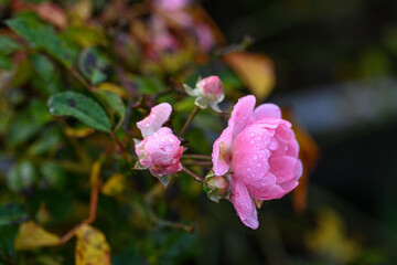 Blooming rose hip during November in a city park in Norrköping, Sweden