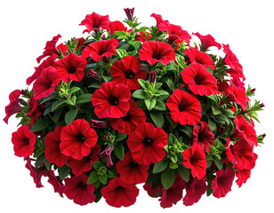 Red petunia flowers cluster blooming intensely