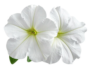 Two white petunia blooms, open & facing forward