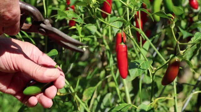 Harvesting fresh Serrano peppers from plant