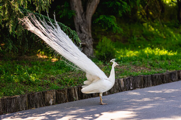 Elegant white peacock with long feather train walking gracefully in green garden under soft daylight. Scenic purity, grace and rare beauty in natural environment