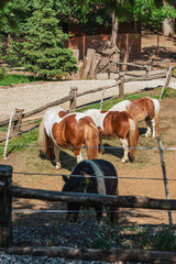 Group of ponies standing and resting inside fenced enclosure on sunny summer day with farm background. Connection with animals, childhood joy, 2026 Year of the Horse symbolism