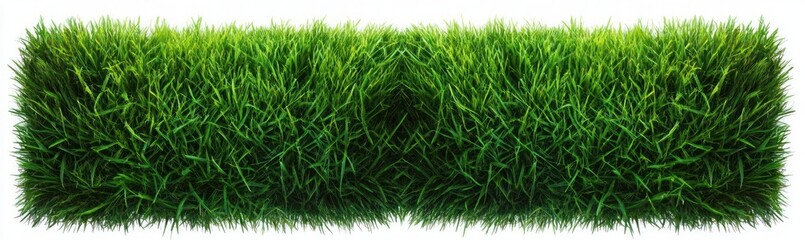 Dense lush green grass patch with healthy vibrant blades isolated on white background