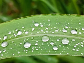raindrops on grass leaf