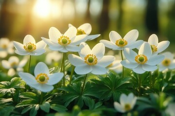 Close-up of delicate white flowers with yellow centers blooming in green foliage under warm sunlight in a tranquil natural setting