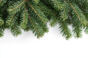 Close-up of fresh green fir tree branches with thin frost or ice crystals on needles against a white background