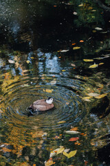 White-headed duck in the pond