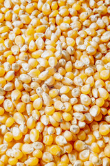 Corn kernels with a dry texture and golden color