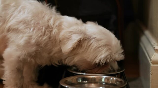 Cute White Puppy Enjoying Meal
