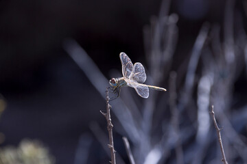 Frühe Heidelibelle (Sympetrum fonscolombii)