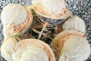 Coconut isolated on white background