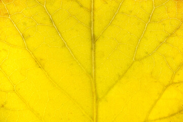 close up on yellow autumn leaf texture