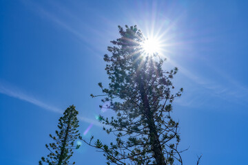 Mauʻumae Ridge Trail (Puʻu Lanipō), Honoululu, Oahu, Hawaii. Koʻolau Range, shield volcano. Araucaria columnaris, the coral reef araucaria, Cook pine (or Cook's pine), New Caledonia pine