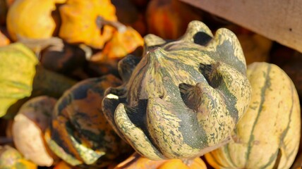 pumpkin patch gourds