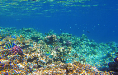 Underwater world with a coral reef and Red Sea fish in Sahl Hasheesh for background