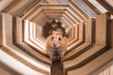 A golden Syrian hamster peeking out of a long, octagonal wooden tunnel or structure, centered in the frame with a strong sense of depth and perspective.