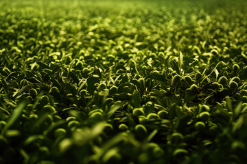 Fresh Green Grass Field Texture