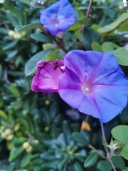 photographie en gros plan de fleurs bleutés d'ipomées grimpantes au milieu de feuillage verdoyant