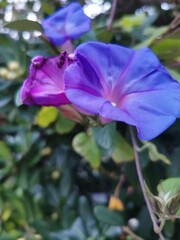 photographie en gros plan de fleurs bleutés d'ipomées grimpantes au milieu de feuillage verdoyant