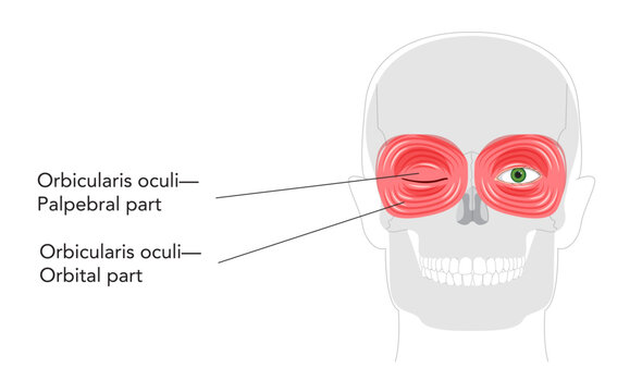 Orbicularis oculi palpebral orbital part - Eye muscle section gently closing eyelids during blinking, depicted in labeled anatomy diagram, essential for medical study and eye protection education.