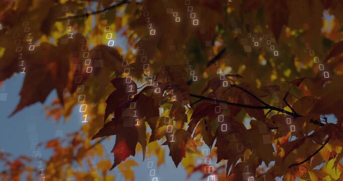 Sunburst glinting through leaves sparking binary appearing falling over fall leaves showing data