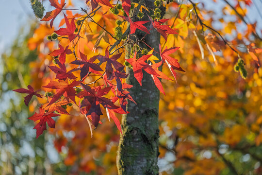Amberbaum (Liquidambar styraciflua)