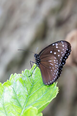 ツマムラサキマダラ, Striped blue crow, Euploea mulciber, タテハチョウ科,
座間味島座間味港
沖縄県島尻郡慶良間諸島-2025
沖縄本島から40km西方にある諸島。
大小30以上の島々からなる島嶼群は全体が国立公園に指定されている。
珊瑚礁の海、白い砂浜、緑の山地は世界屈指の美しさ。
多くの貴重な動植物が生息している。
