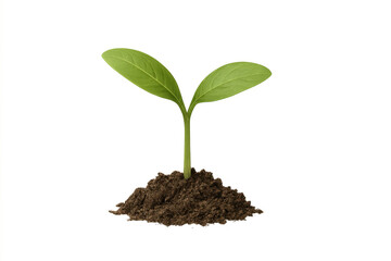 Young green plant growing from soil with transparent background