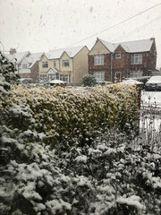 Snow falling in a garden in, North Yorkshire, England, United Kingdom