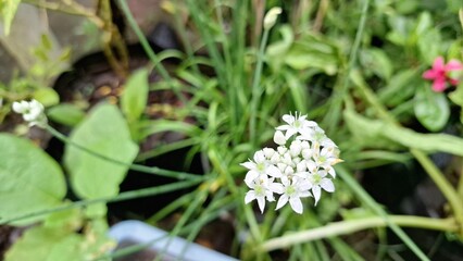 White Allium Nigrum Cluster in Full Bloom, Black Garlic Broad-Leaved Leek Decorative Flower Photography