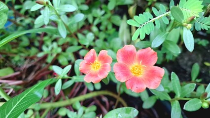 Delicate Portulaca Oleracea Granatus Blossom with Green Foliage Background