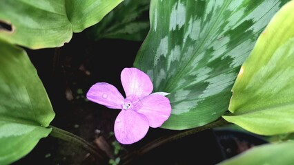 Kaempferia pulchra or Peacock Ginger with Purple Bloom and Green Striped Leaves, Plant Top View