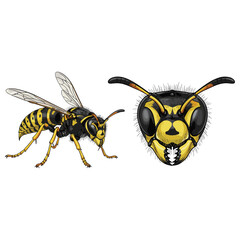 Ground Wasp Insect Cartoon Fullbody and Close Up Illustration
