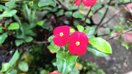 Vibrant Red Crown of Thorns Flowers (Euphorbia milii) Blooming in Sunlight Detail