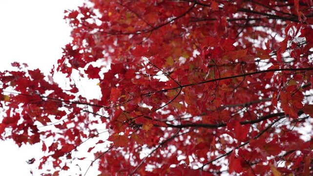 Red Leaves Sway In The New England Wind