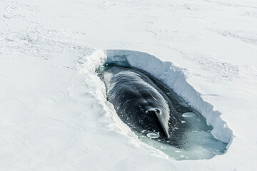bowhead whale surfacing through crack in the ice, one of the Arctic most elusive giants