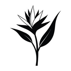 Bird of paradise flower strelitzia nicolai botanical vector drawing with green leaves and colorful petals