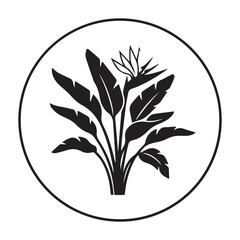 Bird of paradise flower strelitzia nicolai exotic tropical blossom vector art isolated on white