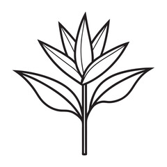 Bird of paradise flower Strelitzia reginae tropical exotic floral vector illustration isolated on white background