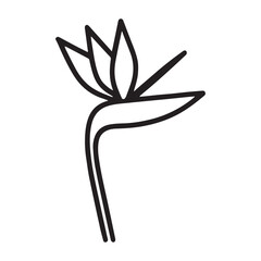 Strelitzia reginae bird of paradise flower elegant tropical plant vector art for botanical design and decoration