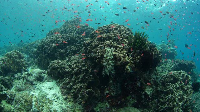 Planktivorous anthias feed along a reef on the island of Hatta in the remote Banda Islands of Indonesia. This region is home to high marine biodiversity and is a destination for divers and snorkelers.