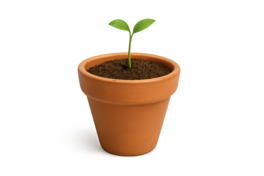 Green seedling plant growing in terracotta pot