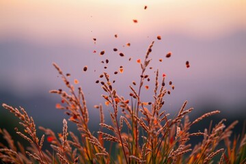 Seeds Dispersing at Sunset: A Natural Propagation Scene of Grass Seeds in Gentle Breeze